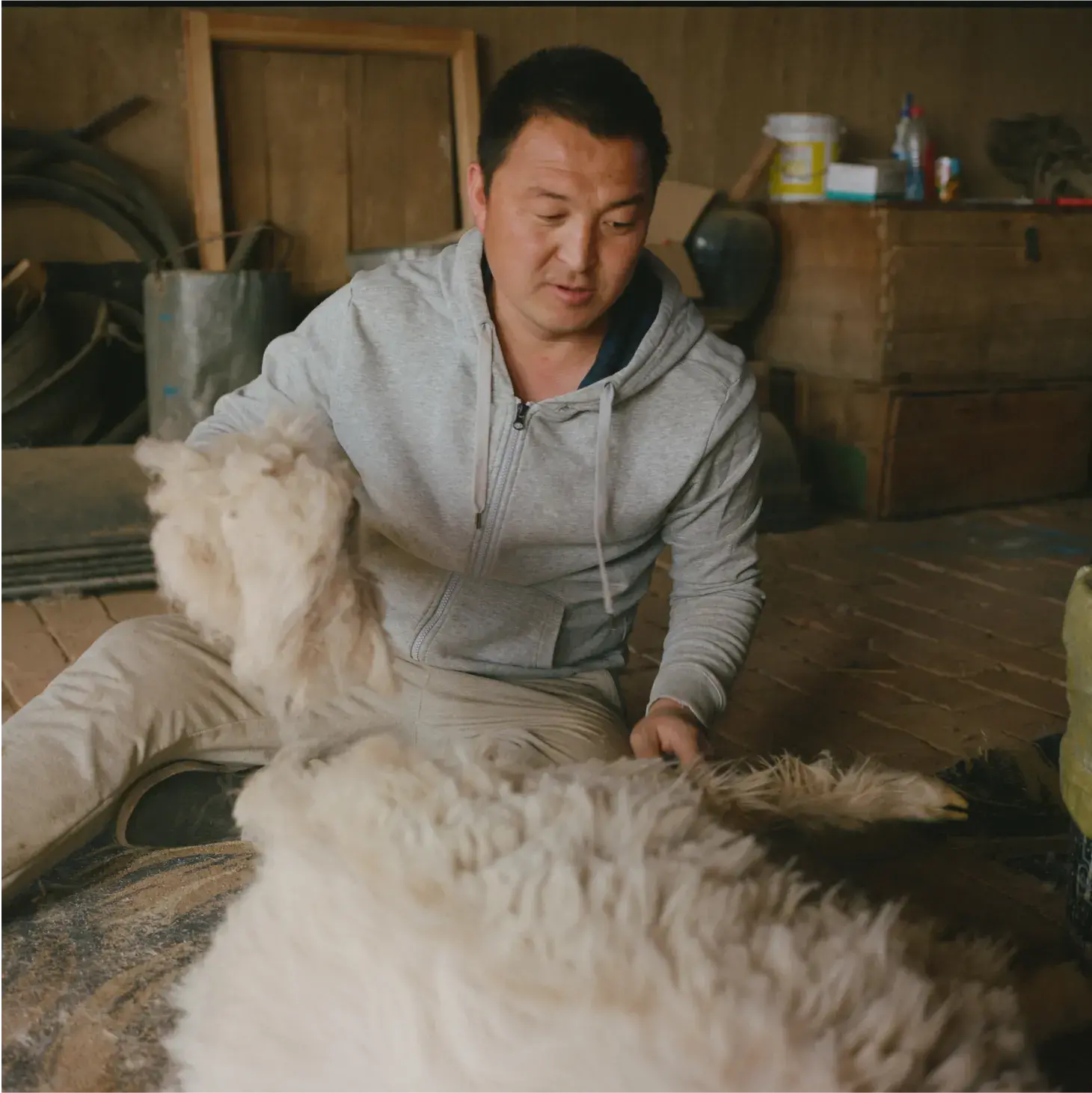man shearing a goat