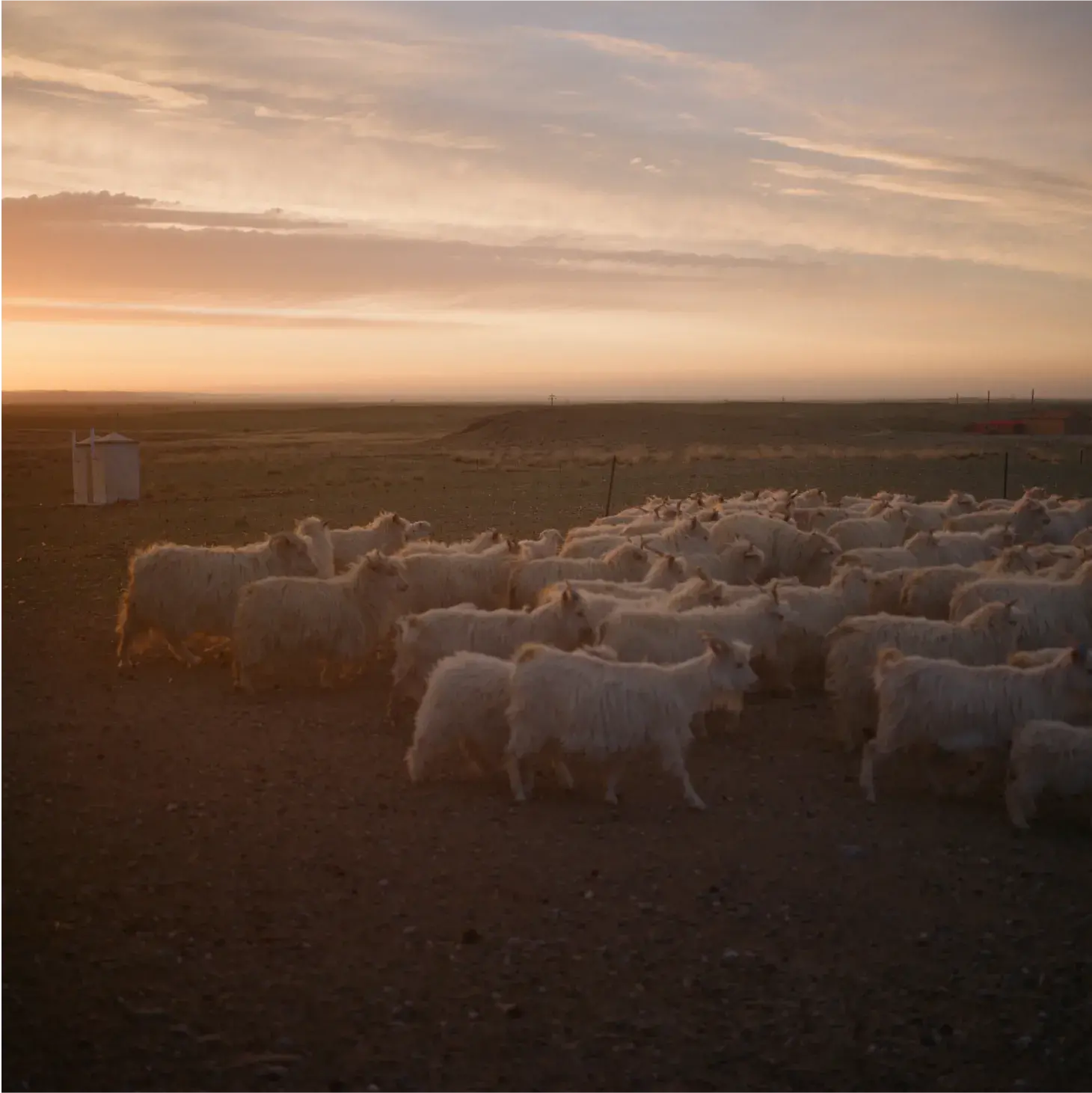 goats herding in the sunset