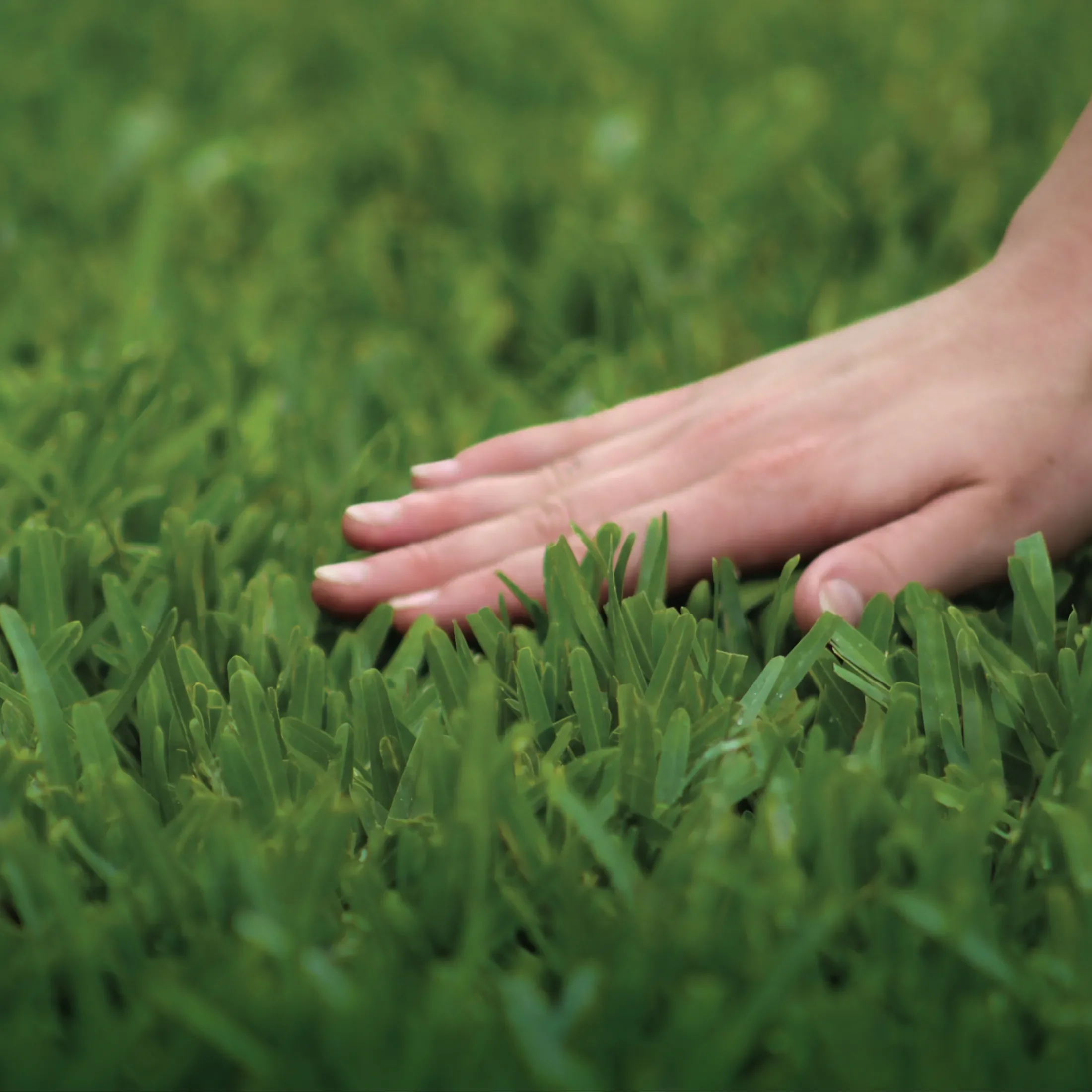 Image of a hand touching bright luscious Scotts grass 