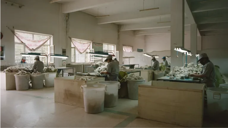 workers sifting through goat wool