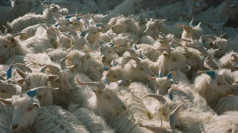 a herd of goats