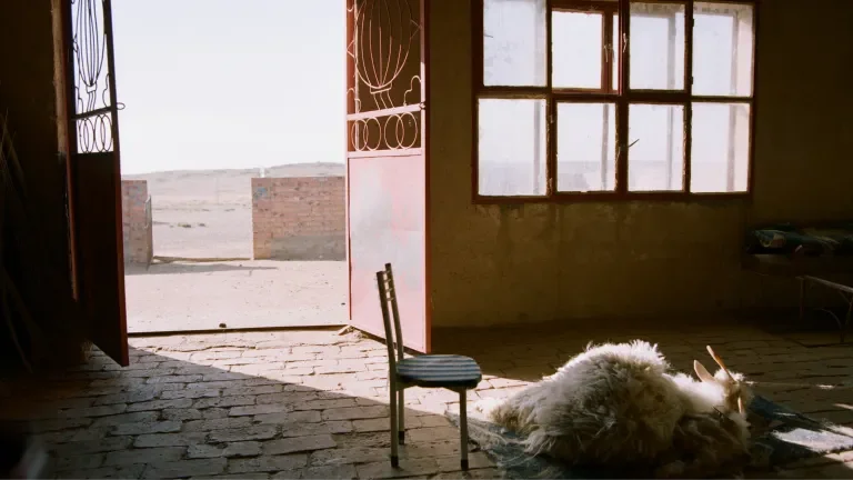 goat laying indoor with the sun beaming on them through a nearby door