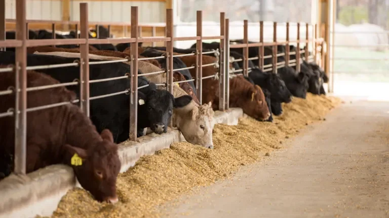 Row of cows in a pen feeding