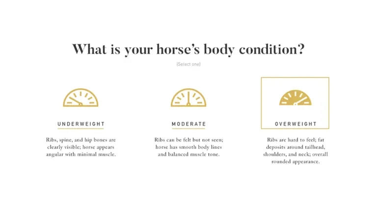 Page on Tribute's website asking "What is your horse's body condition?"