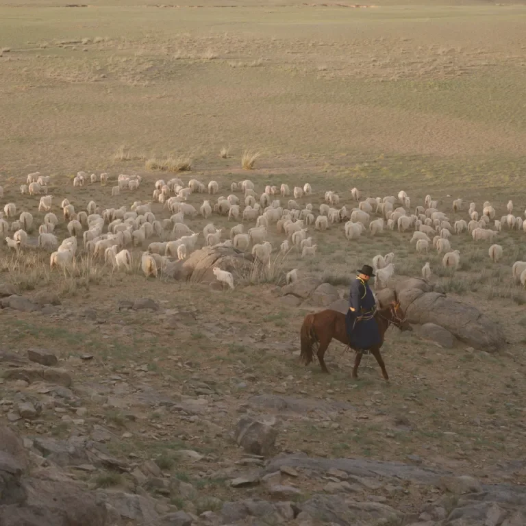 man on horse herding goats