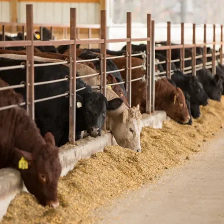Row of cows in a pen feeding