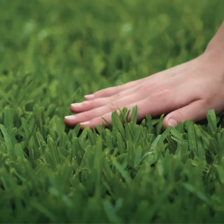 Image of a hand touching bright luscious Scotts grass 