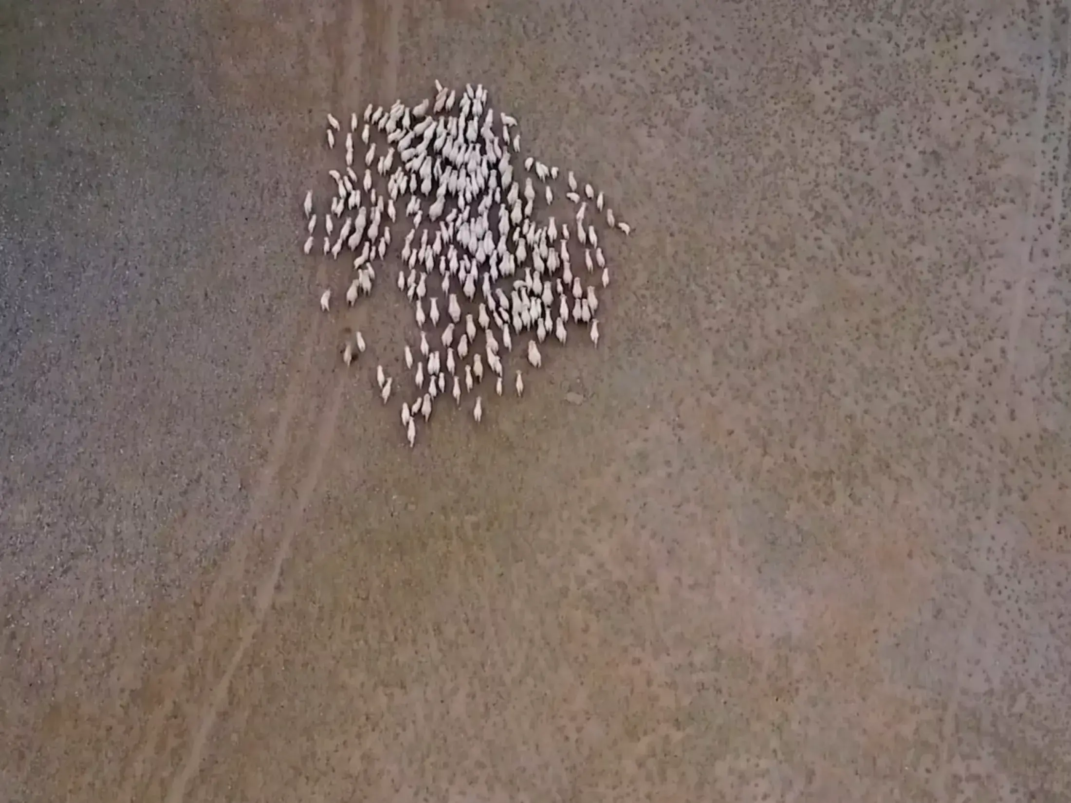 Overhead view of a herd of goat in an open plain