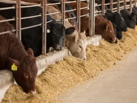 Row of cows in a pen feeding
