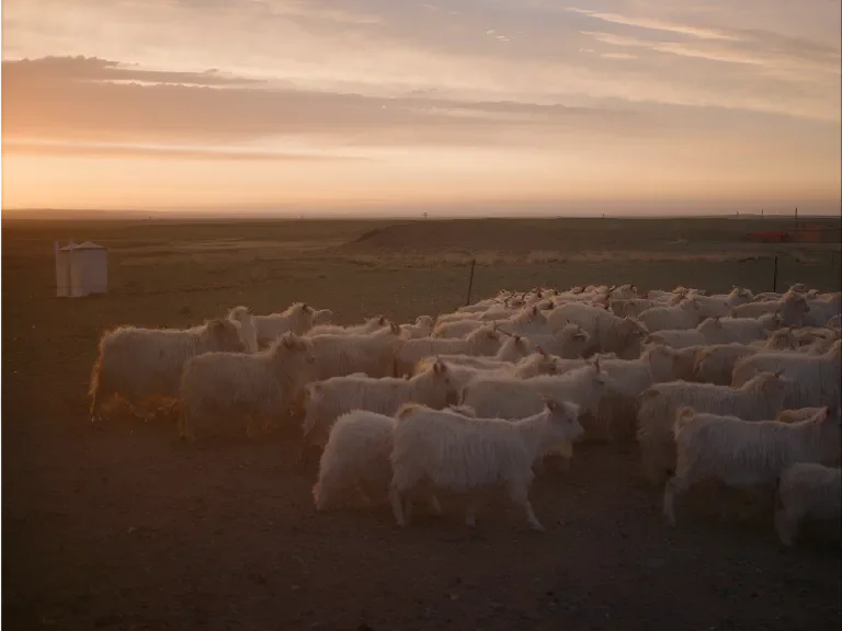 A field of goats at sunset